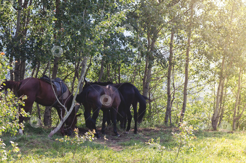 Скачать Лошади пасутся в тени деревьев. фотосток Ozero