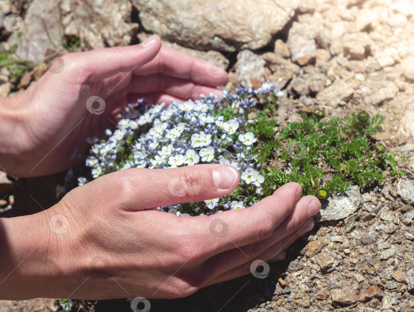 Скачать Женские руки держат дикие горные цветы, растущие из камня. Концепция сохранения природы и видов растений, находящихся под угрозой исчезновения. фотосток Ozero