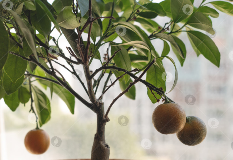 Скачать Декоративное маленькое цитрусовое деревце в горшке.Концепция домашнего выращивания. фотосток Ozero