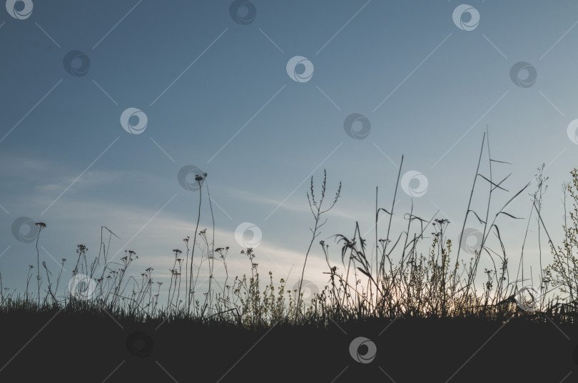 Скачать Силуэт дикой травы на фоне неба после захода солнца фотосток Ozero