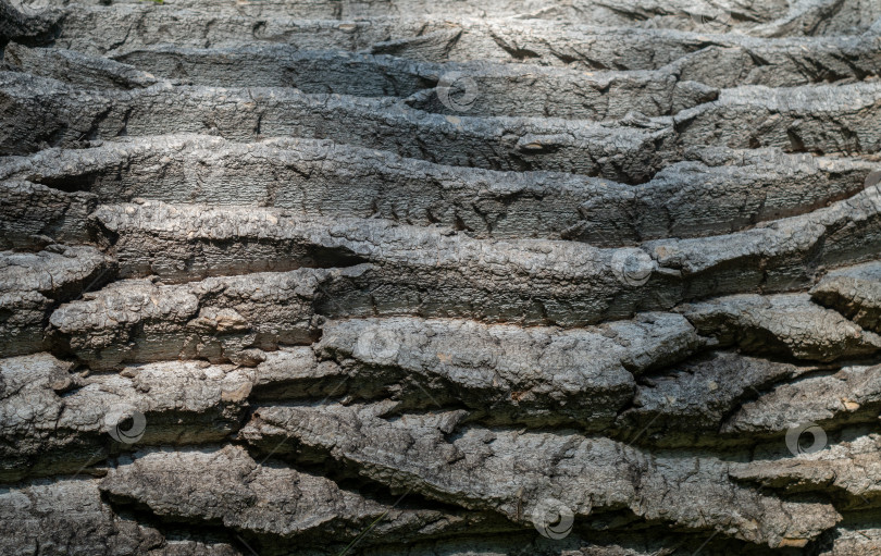 Скачать Текстура коры старого дерева. Естественный рельеф, абстрактный фон. фотосток Ozero