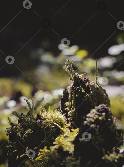 Скачать дерево, заросшее Зеленым Мхом в Лесу фотосток Ozero