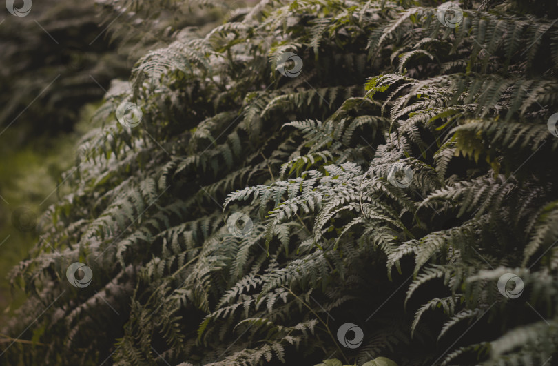 Скачать Папоротники в лесу.Красивые папоротники оставляют зеленую листву. Крупный план красивых растущих папоротников в лесу. Естественный цветочный фон из папоротника в солнечном свете. фотосток Ozero