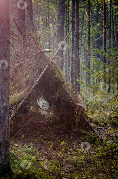 Скачать Лесной приют для детей.Светлый сосновый лес фотосток Ozero