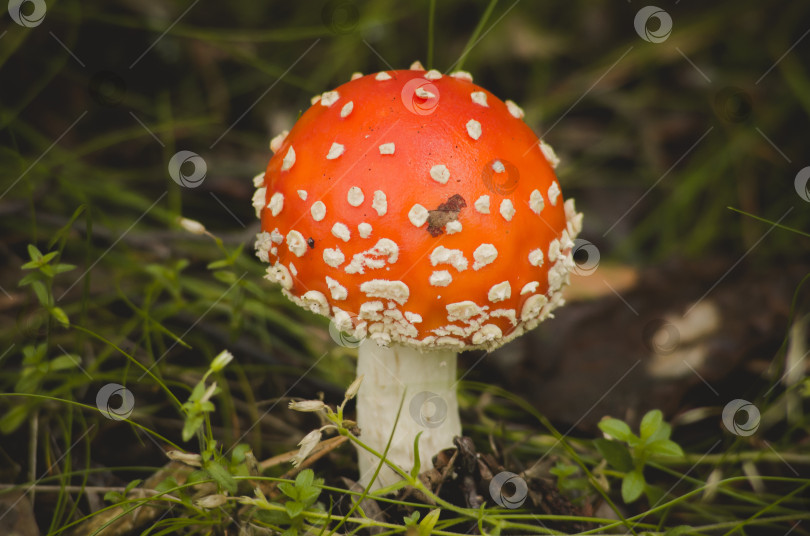 Скачать Ядовитый несъедобный ядовитый гриб мухомор в естественной среде обитания, осенний лес, зеленый мох, трава, опавшие листья, подкраска фотосток Ozero