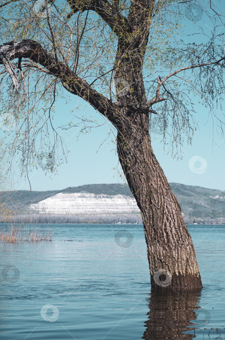 Скачать Дерево в воде на фоне гор. фотосток Ozero