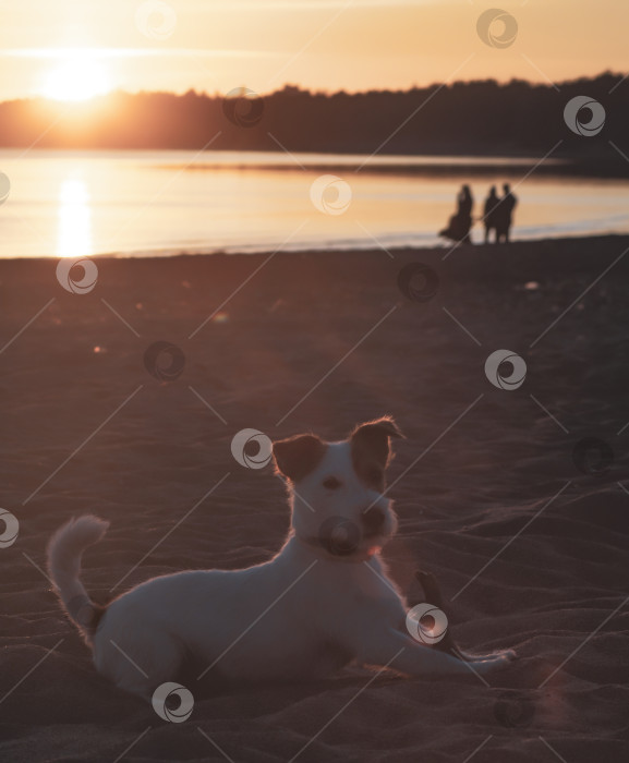 Скачать Джек Рассел терьер на прогулке, активная собака, играющая летом на пляже фотосток Ozero
