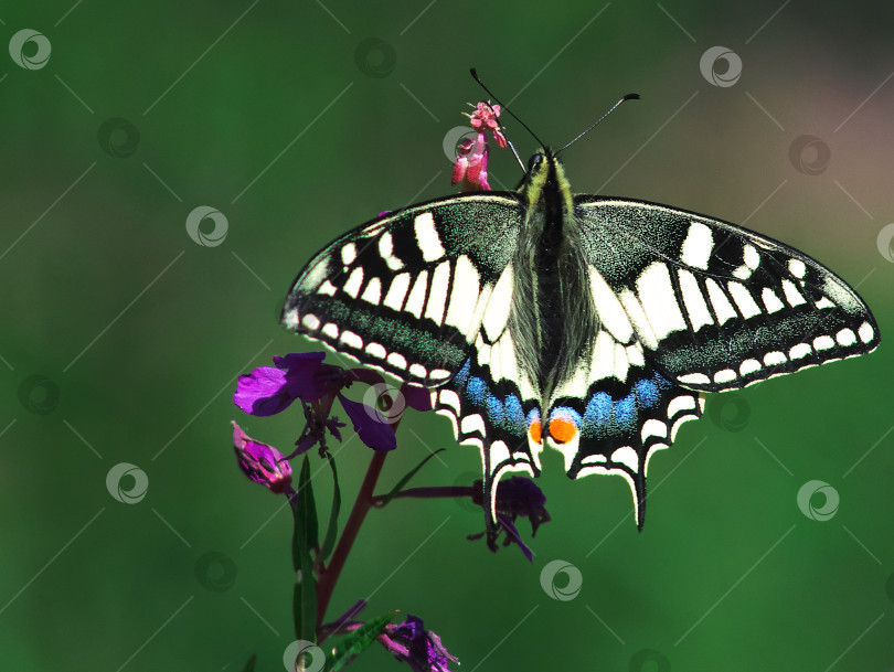 Скачать Бабочка на цветке. фотосток Ozero