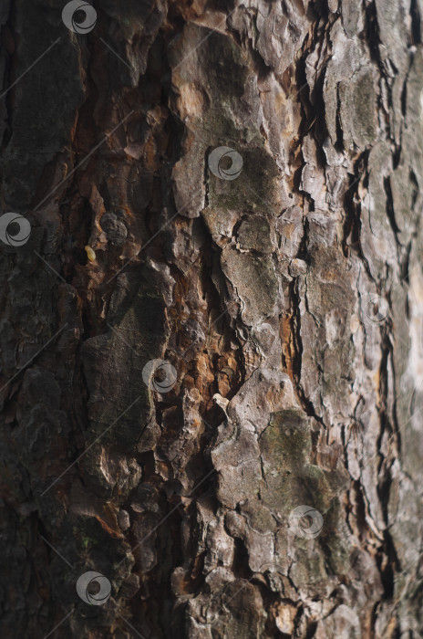 Скачать Текстура древесной коры. Высокое разрешение фотосток Ozero