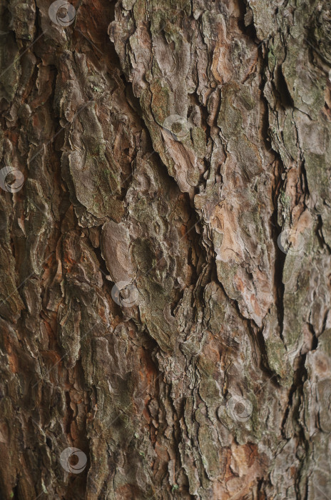 Скачать Текстура древесной коры. Высокое разрешение фотосток Ozero