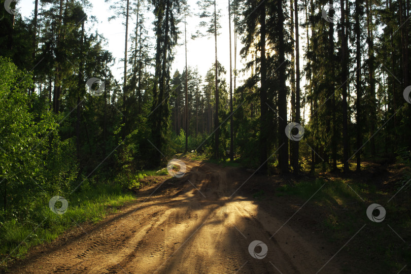 Скачать Тропинка в лесу на закате. Осенний лес в России фотосток Ozero