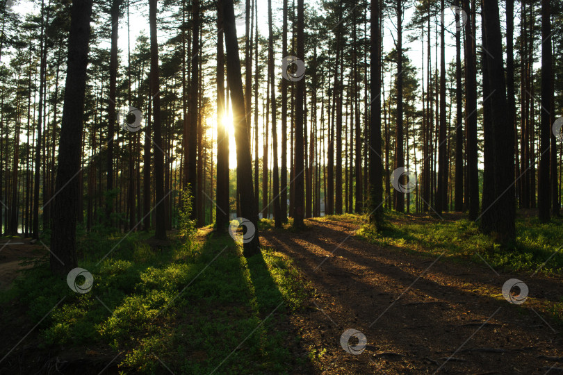 Скачать Тропинка в лесу на закате. Осенний лес в России фотосток Ozero