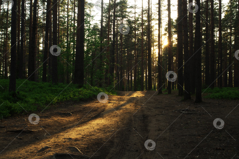 Скачать Тропинка в лесу на закате. Осенний лес в России фотосток Ozero