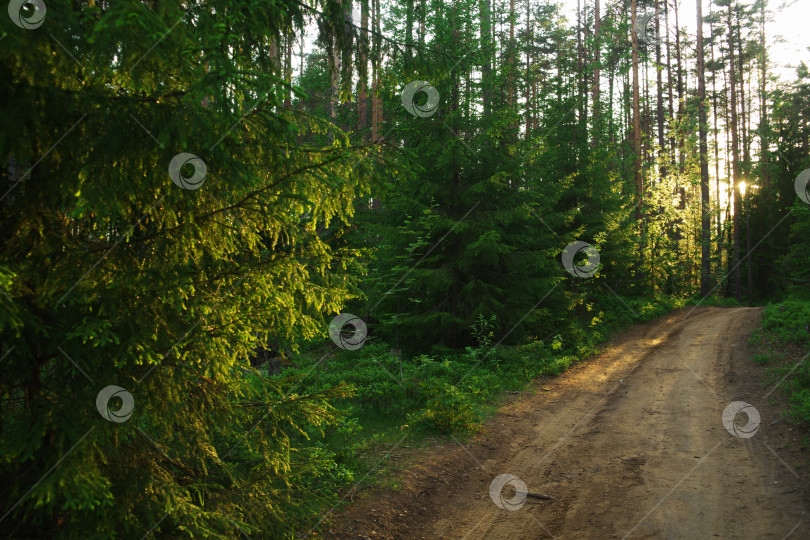 Скачать Тропинка в лесу на закате. Осенний лес в России фотосток Ozero