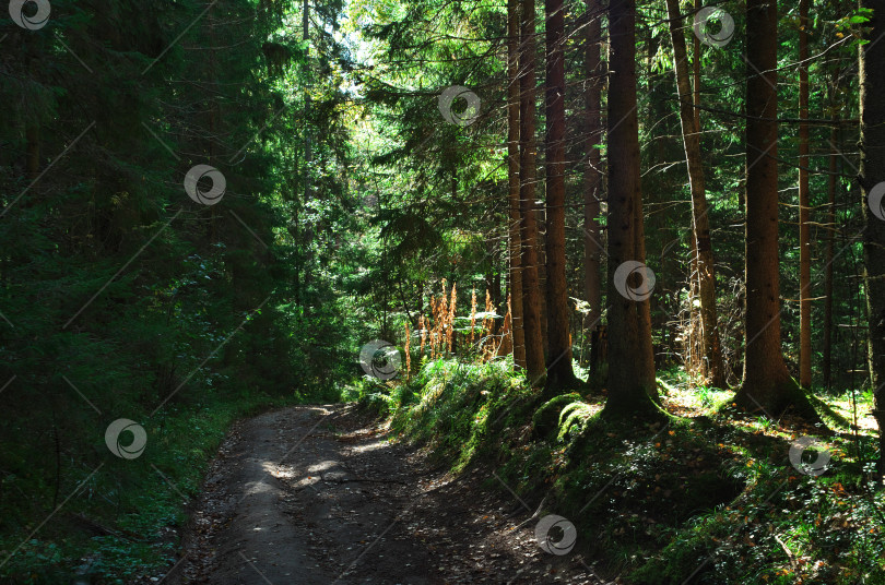 Скачать Красивая сцена Туманный Старый лес с солнечными лучами фотосток Ozero