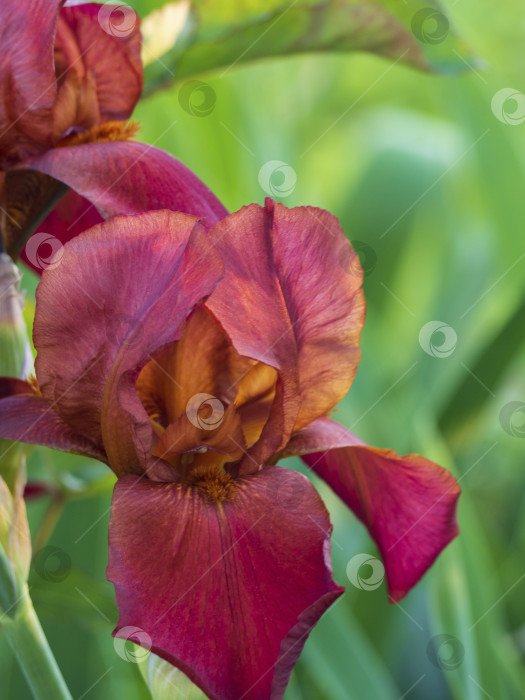 Скачать Необычный бордовый цветок ириса на темно-зеленом фоне; небольшая глубина резкости. Фотография цветка ириса крупным планом (семейство Iridaceae) фотосток Ozero