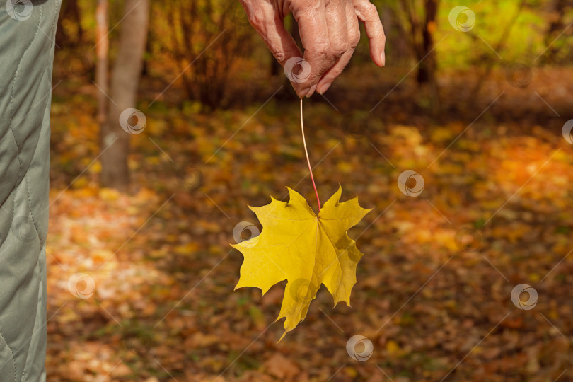 Скачать Пожилая женщина гуляет по лесу и держит в руке желтый кленовый лист. Осенняя концепция фотосток Ozero