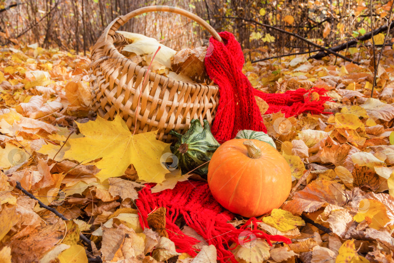 Скачать Тыква, красный шарф, корзина и кленовый лист составляют композицию в осеннем лесу фотосток Ozero