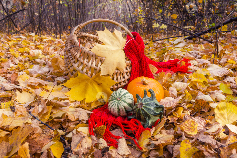 Скачать Осеннее украшение в лесу из тыквы, шарфа, плетеной корзины и кленового листа фотосток Ozero