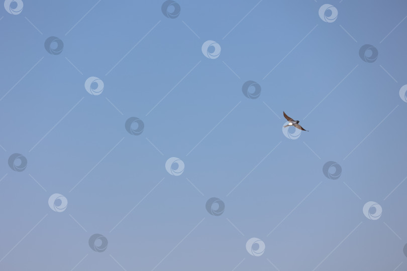 Скачать Чайка в голубом облачном небе фотосток Ozero