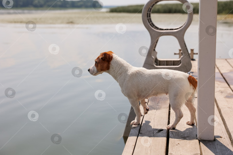 Скачать Собака Джек-Рассел-терьер крупным планом фотосток Ozero