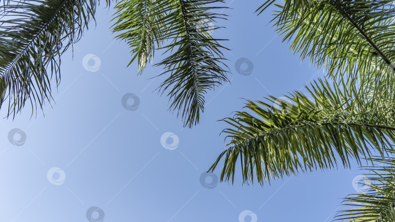 Скачать Пышные зеленые листья пальм фотосток Ozero