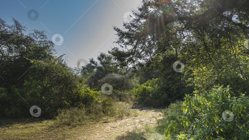 Скачать Лесная солнечная поляна в джунглях. фотосток Ozero
