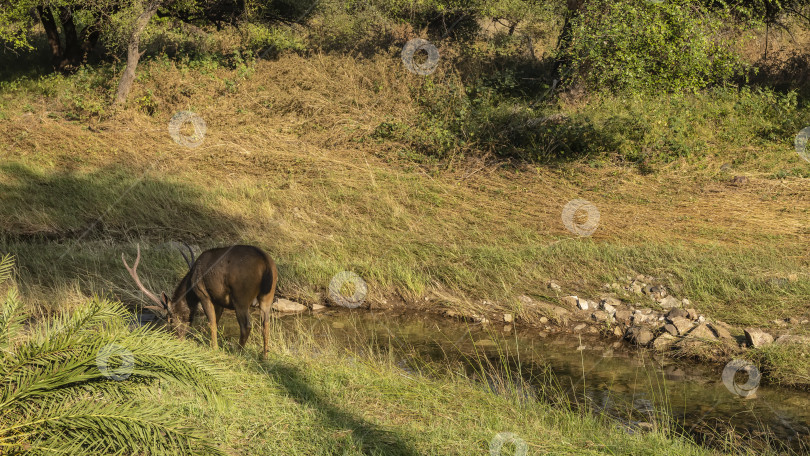 Скачать Красивый взрослый индийский олень sambar rusa unicolor пьет воду фотосток Ozero