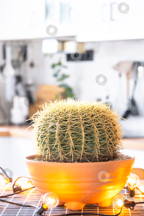 Скачать Большой кактус echinocactus gruzoni в интерьере дома на кухне, подсвеченный гирляндами ламп. Растение в горшке в теплице фотосток Ozero