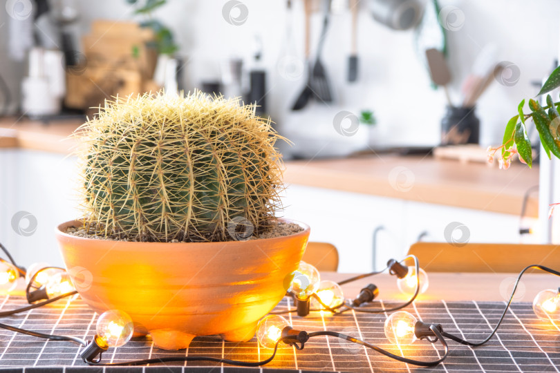 Скачать Большой кактус echinocactus gruzoni в интерьере дома на кухне, подсвеченный гирляндами ламп. Растение в горшке в теплице фотосток Ozero