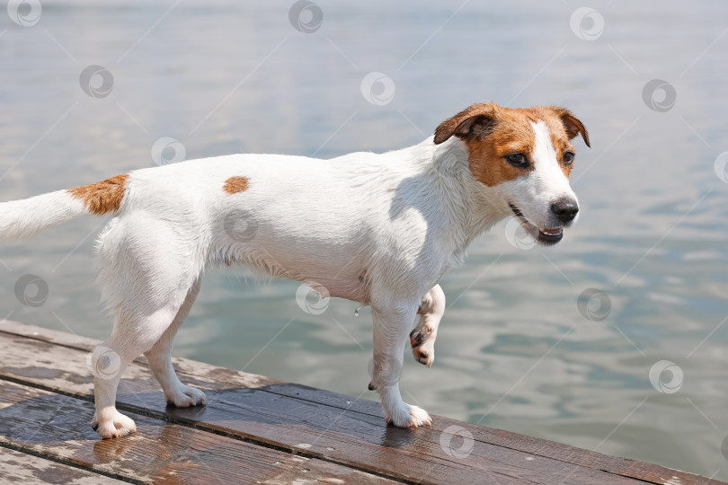 Скачать Собака Джек-Рассел-терьер крупным планом фотосток Ozero