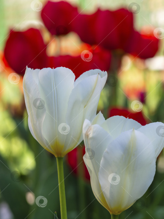Скачать Весенние цветы, вид сбоку на два цветущих белых тюльпана крупным планом в саду на красочном цветочном фоне. Белые тюльпаны в саду фотосток Ozero