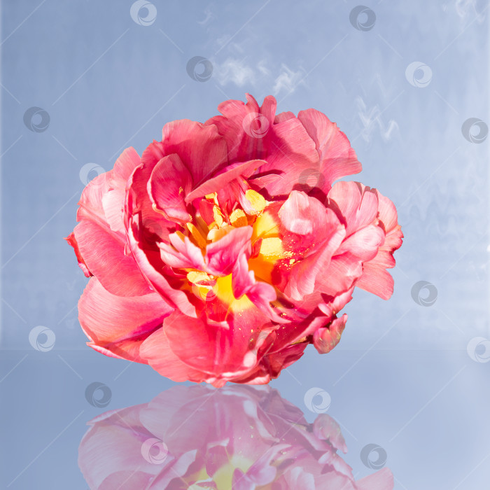 Скачать Распускающийся бутон красного махрового тюльпана, выделенный на прозрачном фоне. Крупный план оригинального розового цветка тюльпана, вырезанного и размещенного на прозрачном фоне фотосток Ozero