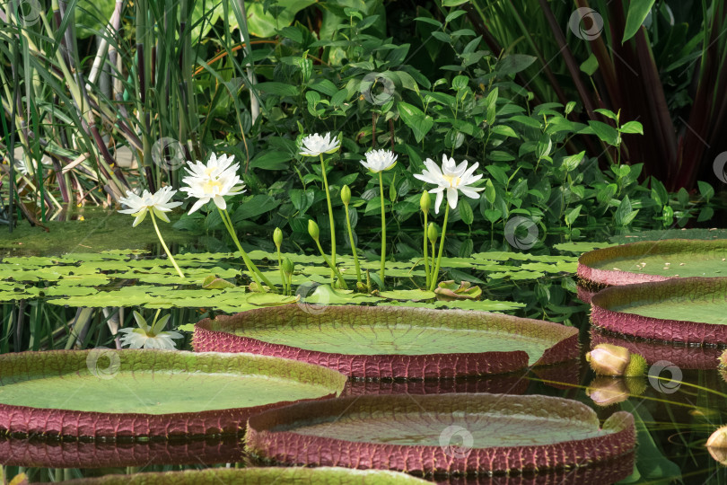 Скачать в оранжерее ботанического сада цветут различные виды кувшинок фотосток Ozero