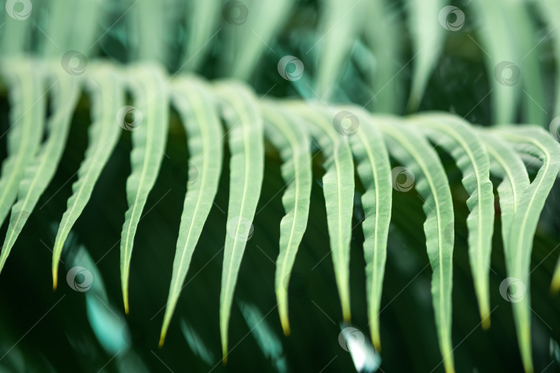 Скачать частично размытый естественный фон с листьями папоротника на переднем плане фотосток Ozero