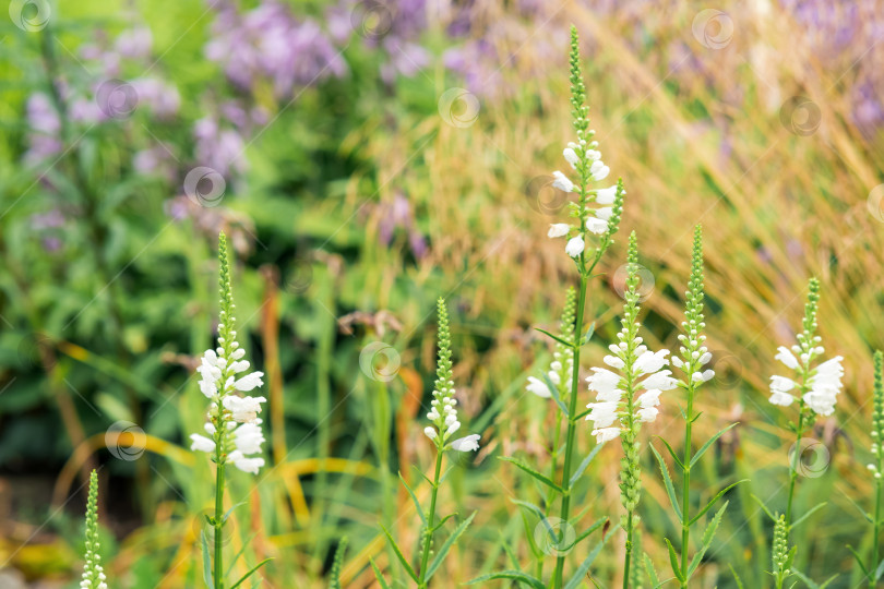 Скачать белые цветы физостегии на открытом воздухе на размытом естественном фоне фотосток Ozero