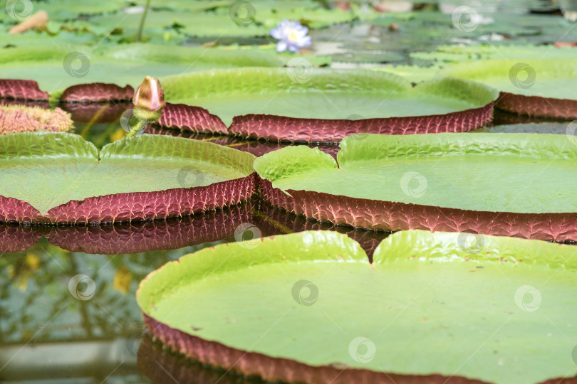 Скачать плавающие листья гигантской водяной лилии Victoria amazonica фотосток Ozero