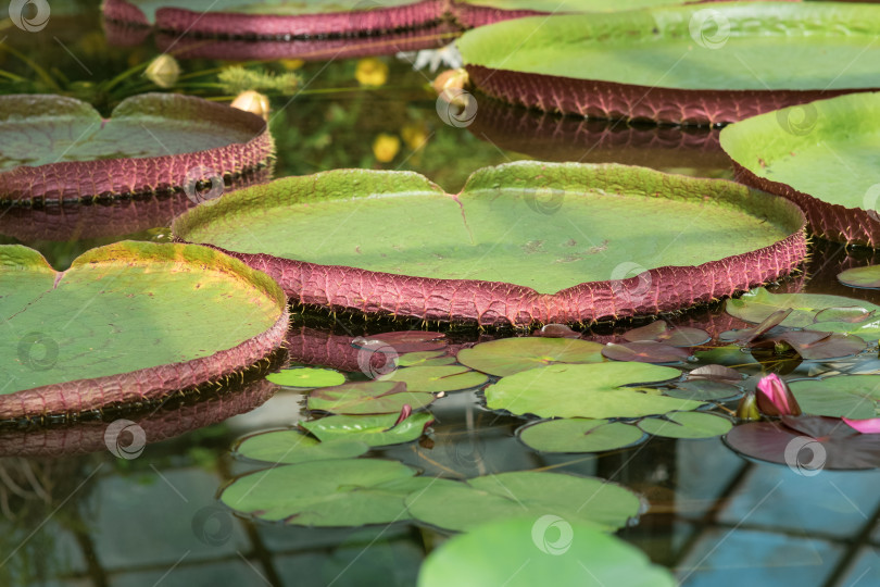 Скачать плавающие листья гигантской водяной лилии Victoria amazonica фотосток Ozero