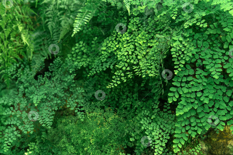 Скачать цветочный частично размытый фон с тропическими папоротниками в естественной среде обитания фотосток Ozero
