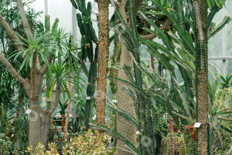Скачать коллекция древовидных кактусов и других суккулентов в интерьере теплицы фотосток Ozero