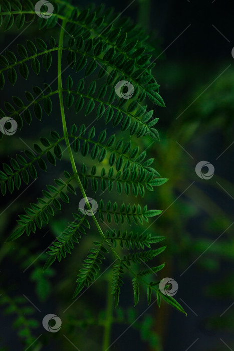 Скачать зеленый лист папоротника в лесу фотосток Ozero