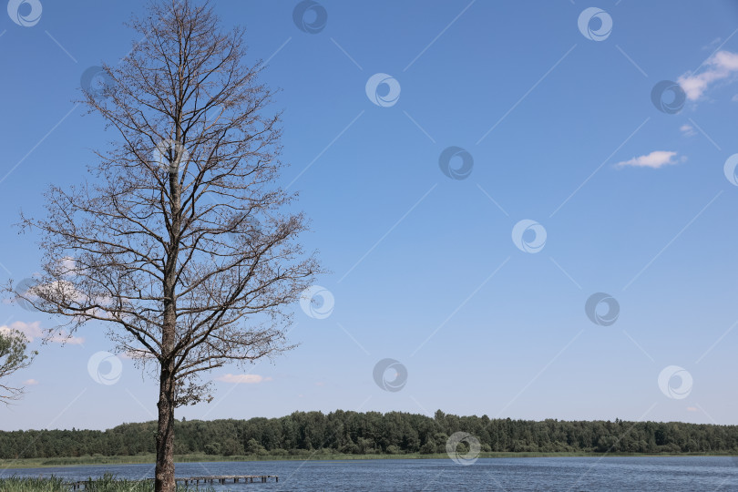 Скачать Живописный вид на озеро, лес и облачное небо фотосток Ozero