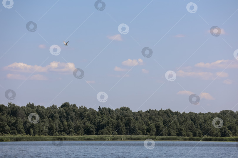 Скачать Живописный вид на озеро, лес и облачное небо фотосток Ozero