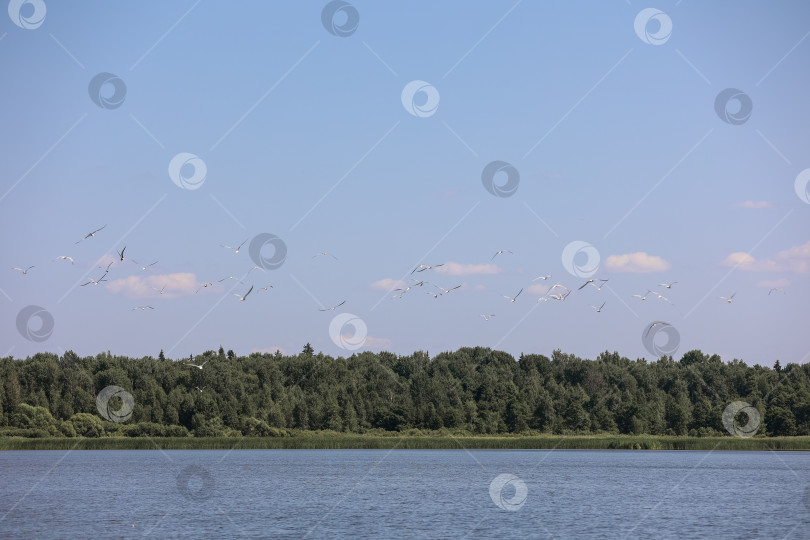 Скачать Живописный вид на озеро, лес и облачное небо фотосток Ozero