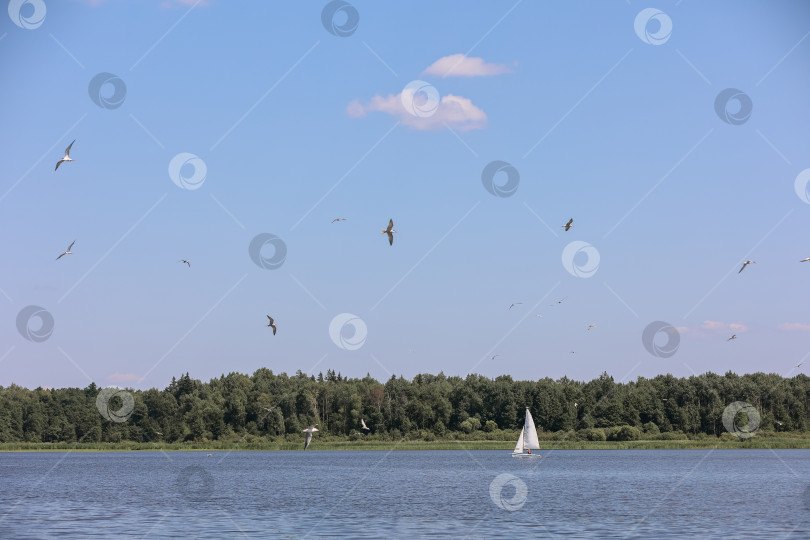 Скачать Яхта на озере на фоне леса и голубого неба фотосток Ozero