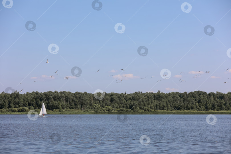 Скачать Яхта на озере на фоне леса и голубого неба фотосток Ozero