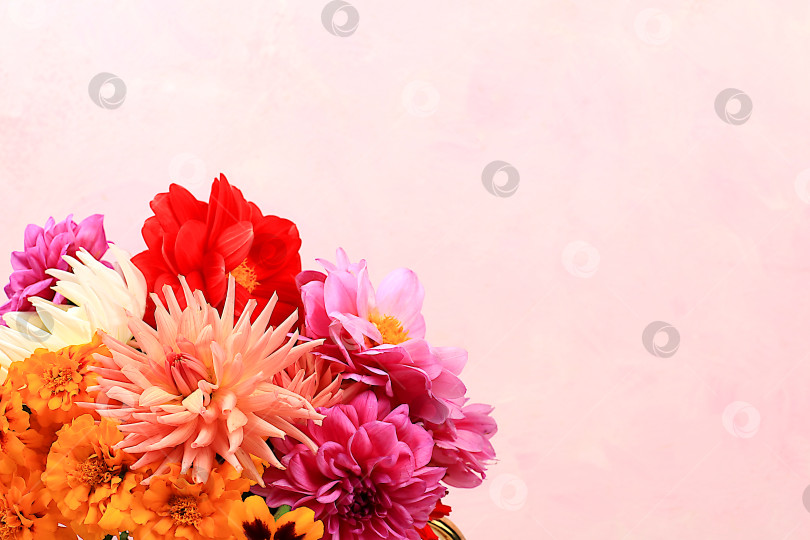 Скачать Красивые цветы георгина и календулы на розовом фоне, абстрактная цветочная композиция, весенний или осенний фон с пространством для текста, минималистичная концепция праздника, натюрморт, поздравительная открытка. фотосток Ozero