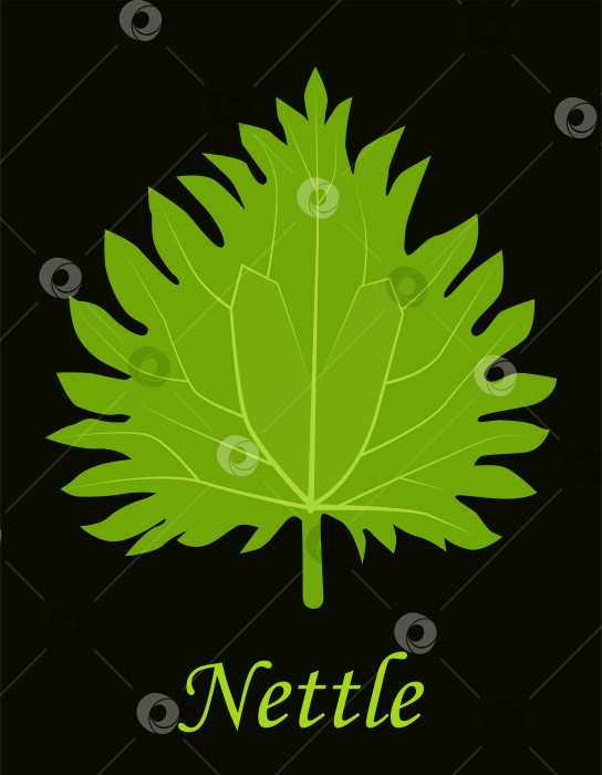 Скачать Зеленый лист крапивы с прожилками на черном фоне фотосток Ozero