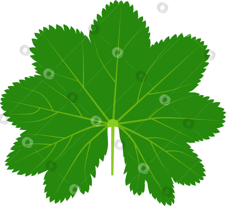 Скачать Зеленый лист лекарственного растения женьшень обыкновенный (Alchemilla vulgaris) фотосток Ozero