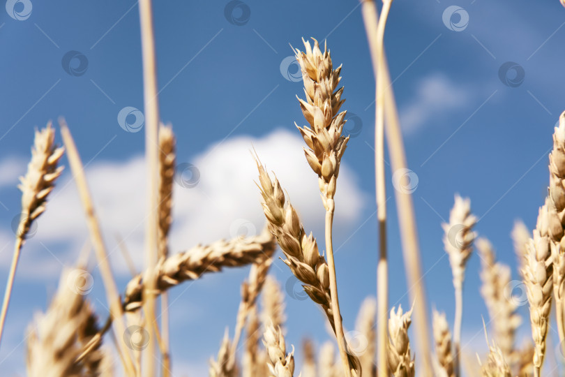 Скачать Золотистые спелые колосья пшеницы крупным планом. Бескрайнее пшеничное поле. Сбор урожая, сельскохозяйственная ферма и производство здоровой пищи фотосток Ozero